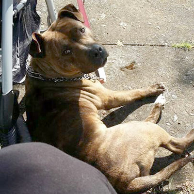 Kiki the pit bull shot by police. Photo by Breanna Kerr.