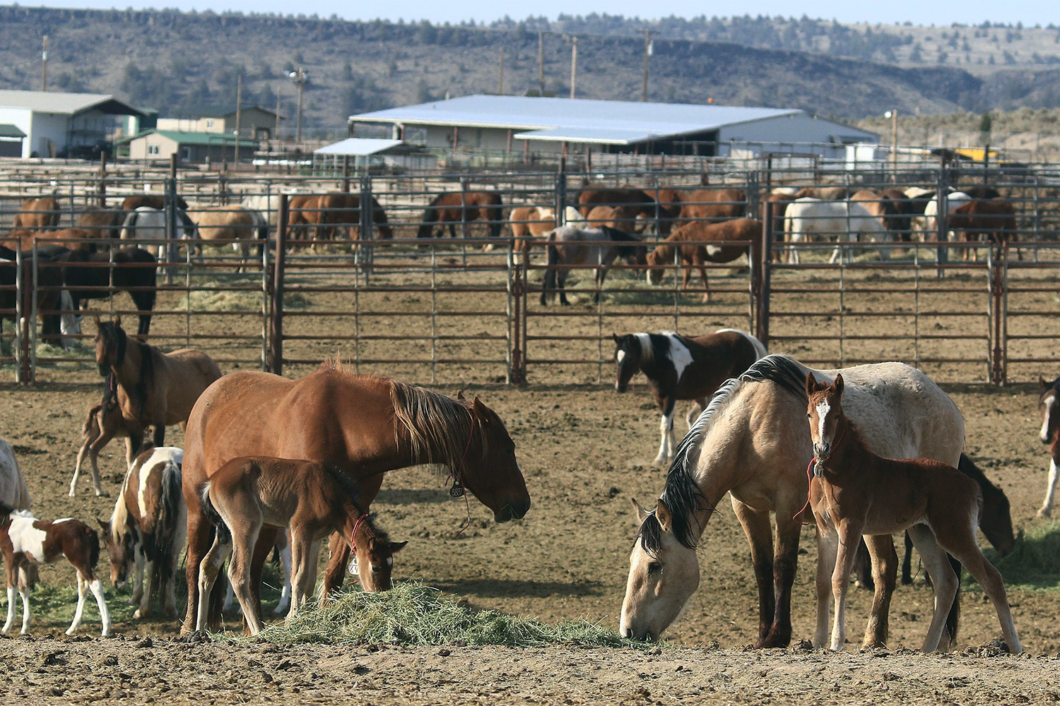 20210513coverstory-Horses-in-pens-at-wild-horse-corral.BK6_1587