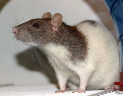 Don’t give your kids a bunny for Easter, give them a rat. Photo credit: wikipedia.org
