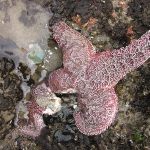 A sea star dying from wasting disease. Photo: Elizabeth Cerny-Chipman