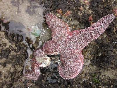 A sea star dying from wasting disease. Photo: Elizabeth Cerny-Chipman