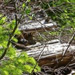 New wolf pups in the Rogue River-Siskyou National Forest in southern Oregon