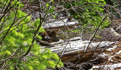 New wolf pups in the Rogue River-Siskyou National Forest in southern Oregon