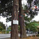 Two big cedars on 7th Avenue will be cut