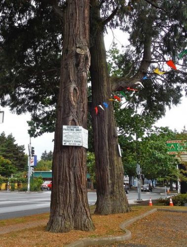 Two big cedars on 7th Avenue will be cut