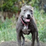 Photo Credit: SevaDog