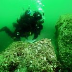 Healthy juvenile stars dot a rock as an Aquarium diver swims through Oregon’s murky coastal waters. Photo Credit: Oregon Coast Aquarium