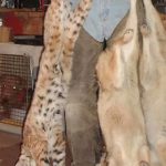 Animals Killed by Wildlife Services as seen in Exposed. Photo courtesy: Predator Defense.
