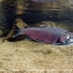 Coho salmon are among the species anticipated to shift northward with climate change
