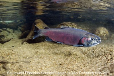 Coho salmon are among the species anticipated to shift northward with climate change