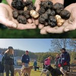 Hands full of ripe Oregon truffles. Photo courtesy: David Barajas.