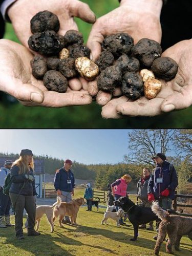 Hands full of ripe Oregon truffles. Photo courtesy: David Barajas.