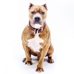 Biggie is being fostered by an EW staffer