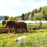 You can meet the farmers, but not the draft horses of Ruby and Amber’s farm on April 14. Photo courtesy Ruby and Amber’s Farm.