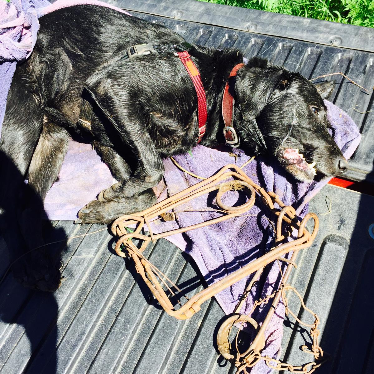 Dog caught in Conibear trap - Trap Free Montana