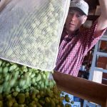 OSU hop breeder Shaun Townsend prepares to dry hops in Corvallis. Photo by Lynn Ketchum of Oregon State University.