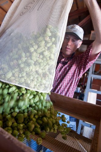 OSU hop breeder Shaun Townsend prepares to dry hops in Corvallis. Photo by Lynn Ketchum of Oregon State University.