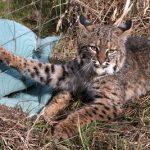 This bobcat caught in a snare is featured in a documentary by Predator Defense.