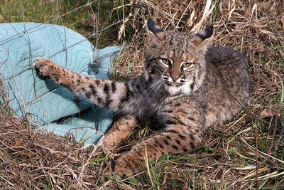 This bobcat caught in a snare is featured in a documentary by Predator Defense.