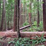 The John’s Last Stand Timber sale has trees more than 100 years old and is near a proposed wilderness area. Photo: Oregon Wild/Doug Heiken