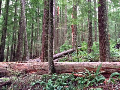 The John’s Last Stand Timber sale has trees more than 100 years old and is near a proposed wilderness area. Photo: Oregon Wild/Doug Heiken