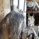 Horse sold at Eugene auction
