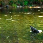 Recently protected side channels of the McKenzie River