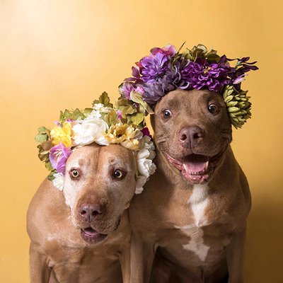 Indie and Choco, and many other dogs at luvable Dog Rescue, wait for a forever home