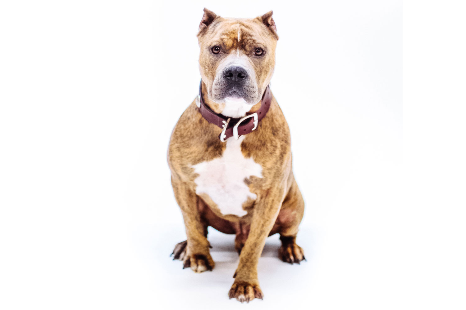 The Eugene Dog Ban Eugene Weekly