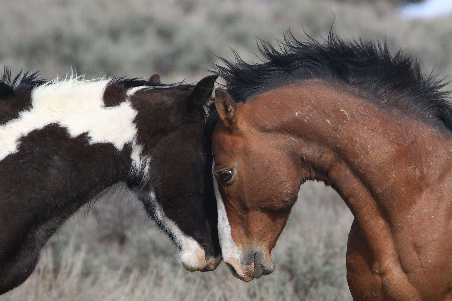 20210513coverstory-Two_wild_horses_nuzzle_each_other_on_south_Steens_Mountain.BK6_1837