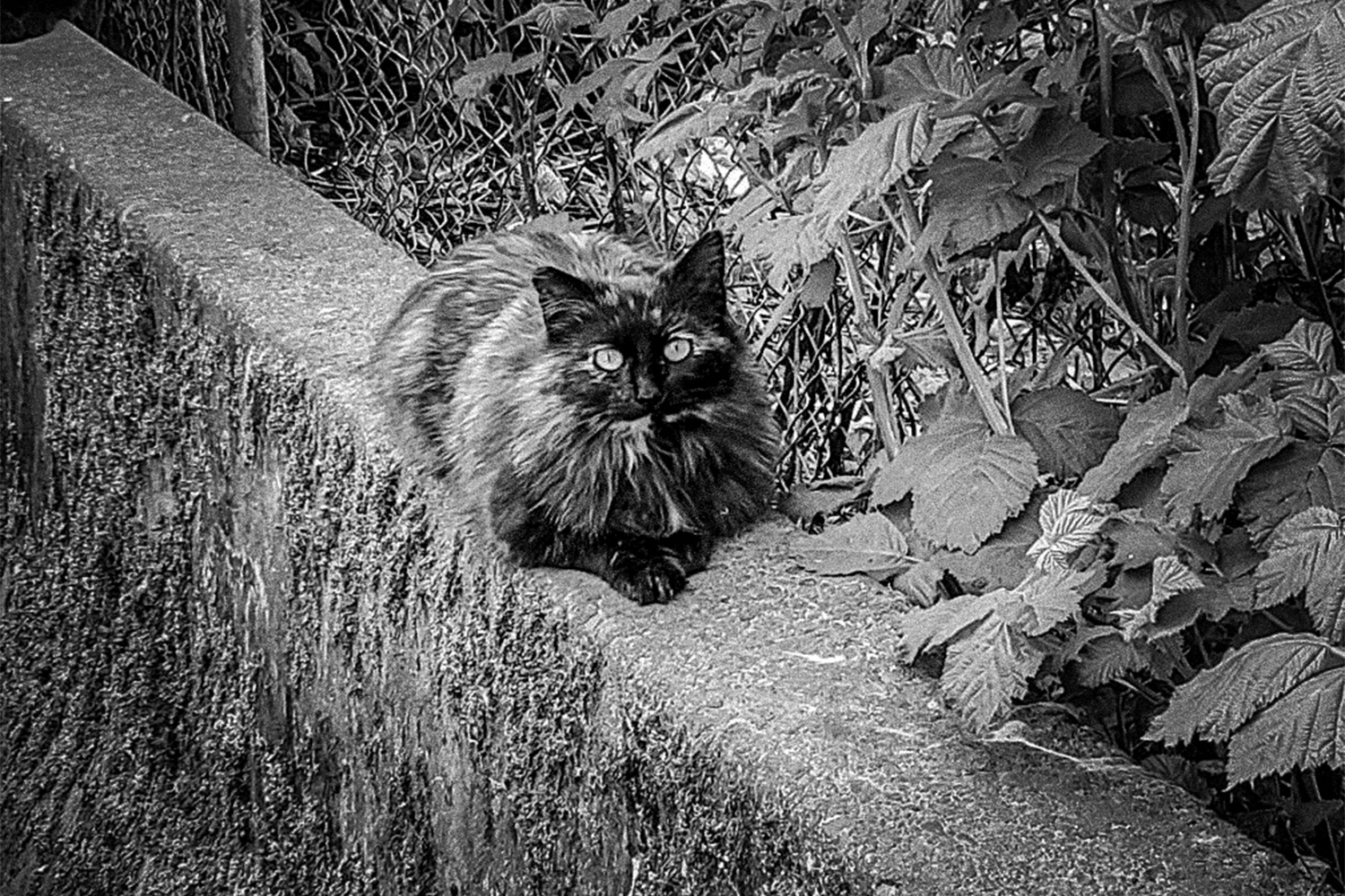 The Feral Cat Problem Eugene Weekly