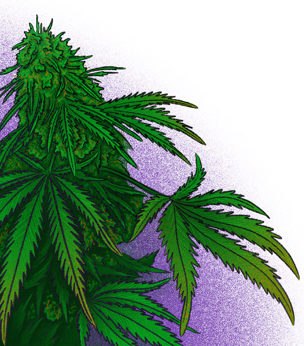 20210923cannabis-plant-big