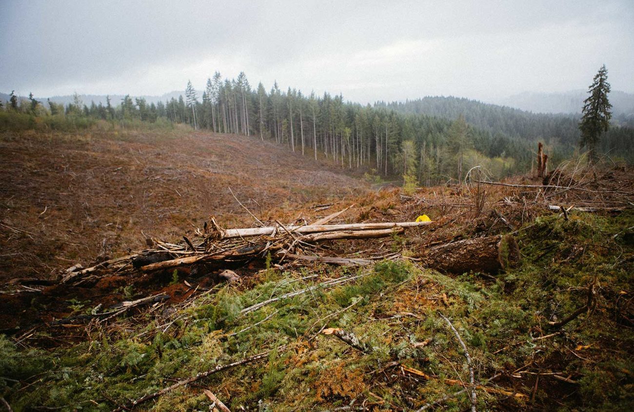 A clearcut forest outside of Cottage Grove, Oregon.