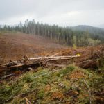 A clearcut forest outside of Cottage Grove, Oregon.