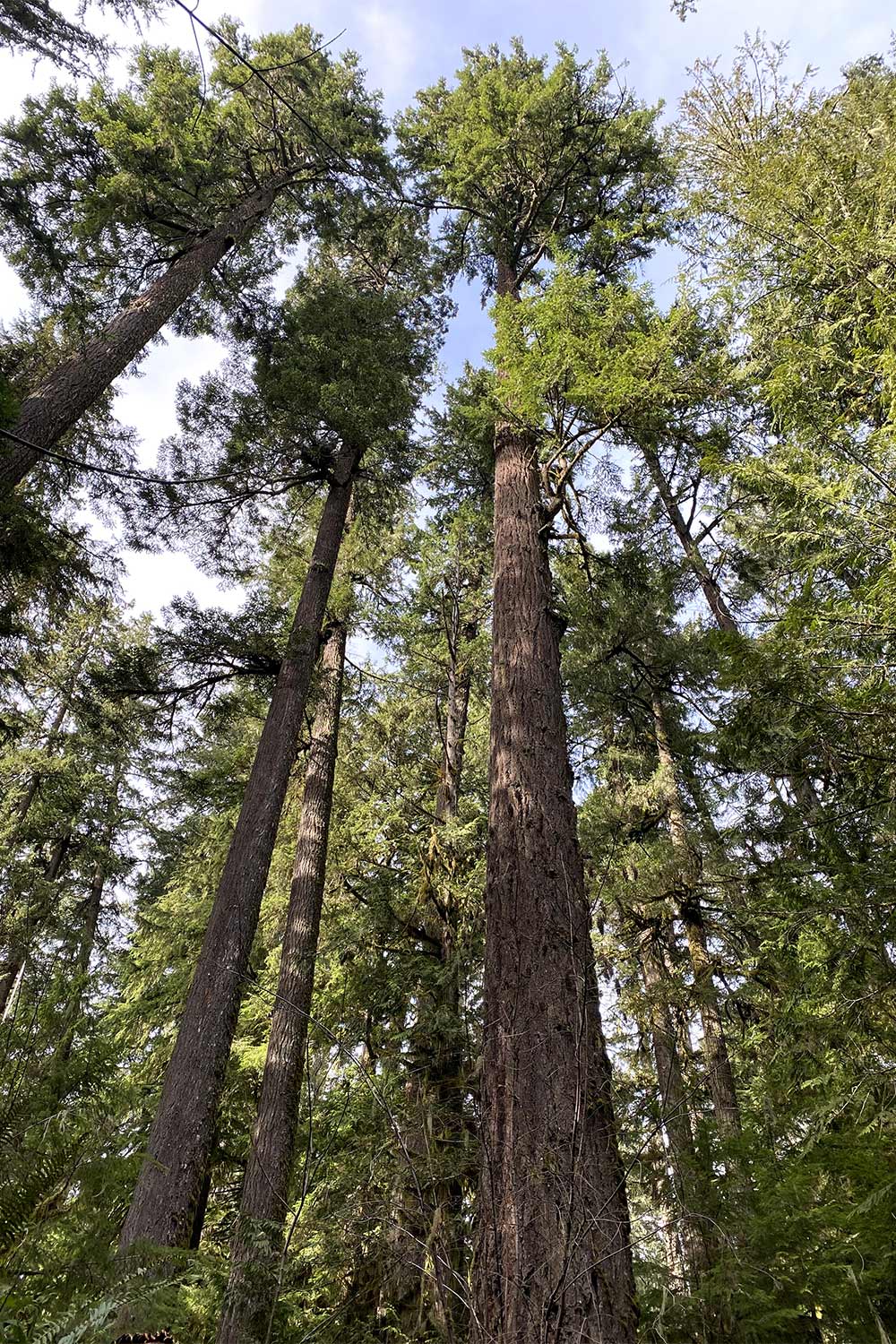 Nearby old growth eugene weekly