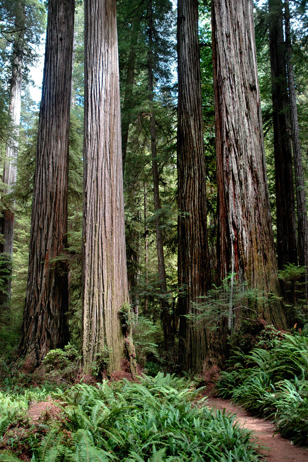 20230427outdoors-Redwoods-Boy-Scout-Tree-trail
