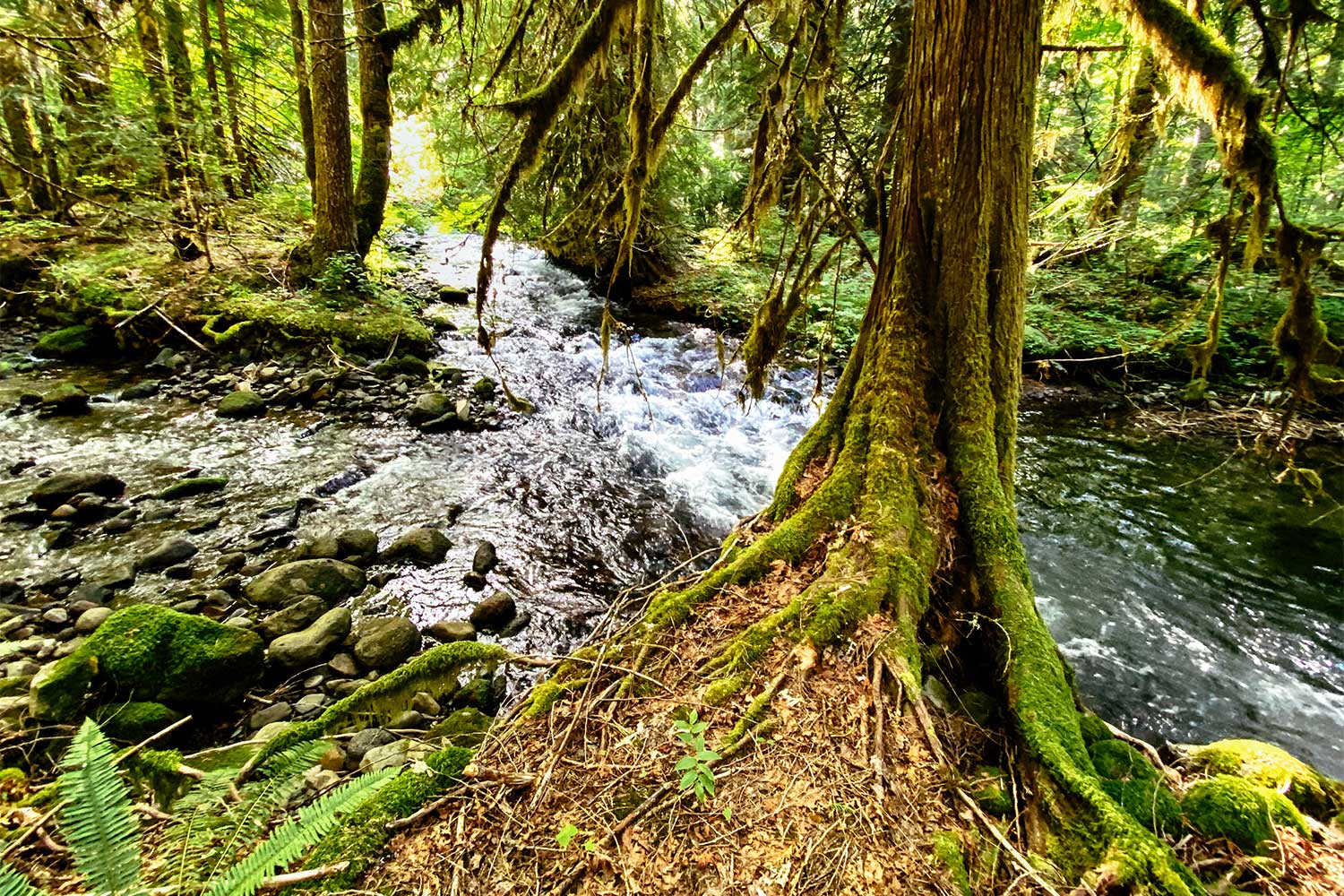 Big Trees and a Hot Soak – Eugene Weekly