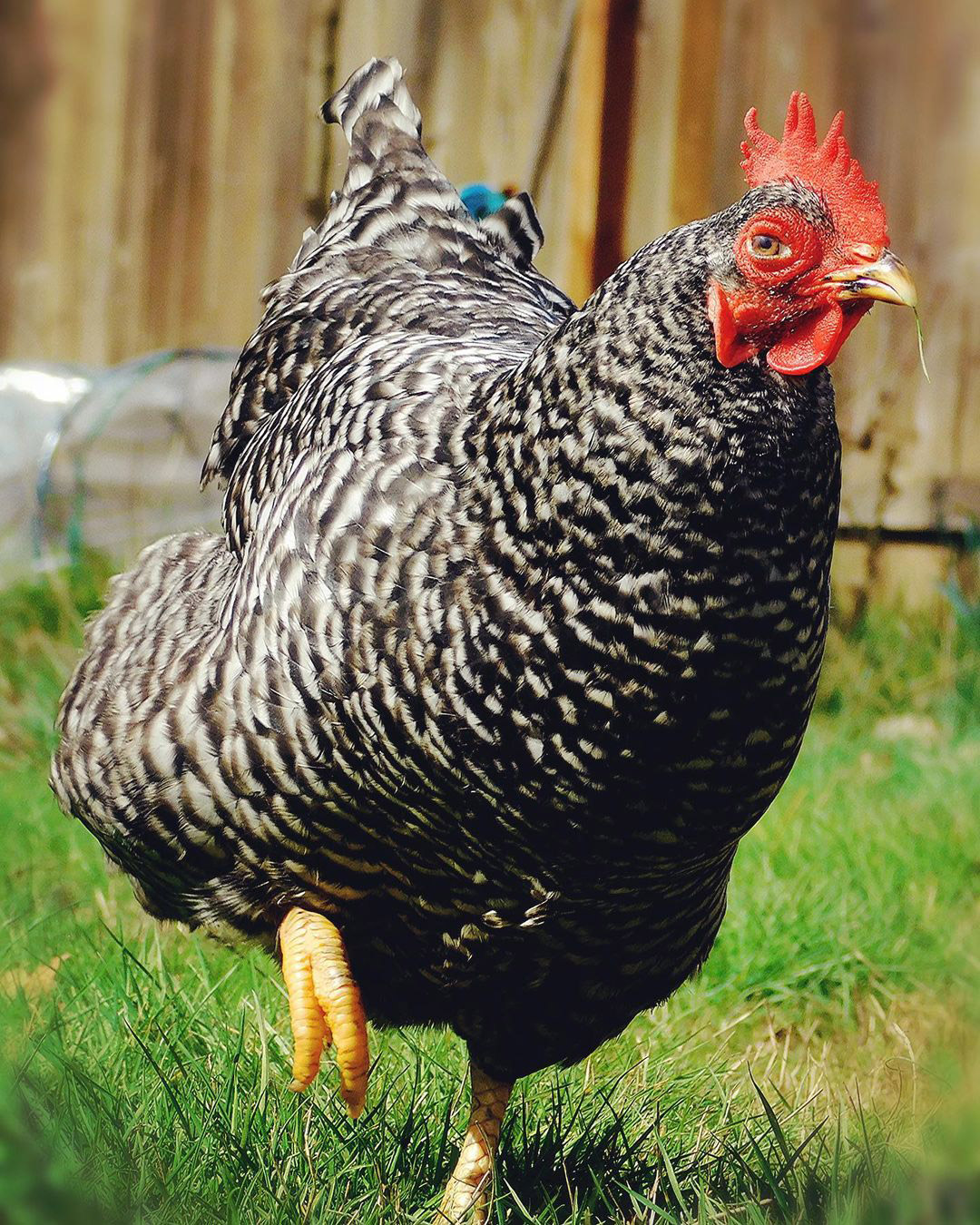 20240822pets-Maise-is-an-8-year-old-blind-chicken-_-Courtesy-of-Destinee-Thornton