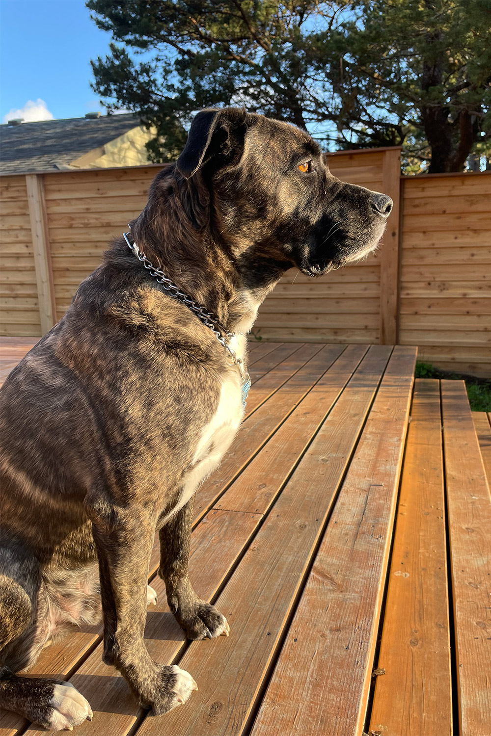 Lucky is a 7-year-old Dogue de Bordeaux, Cane Corso, and American Staffordshire Terrier mix. Courtesy of Dana O Leary