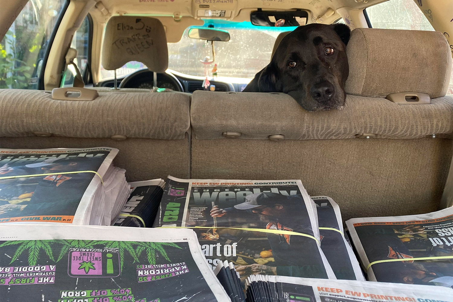 Ruthie is a 3-year-old Labrador Retriever. Courtesy of Eliza Aronson