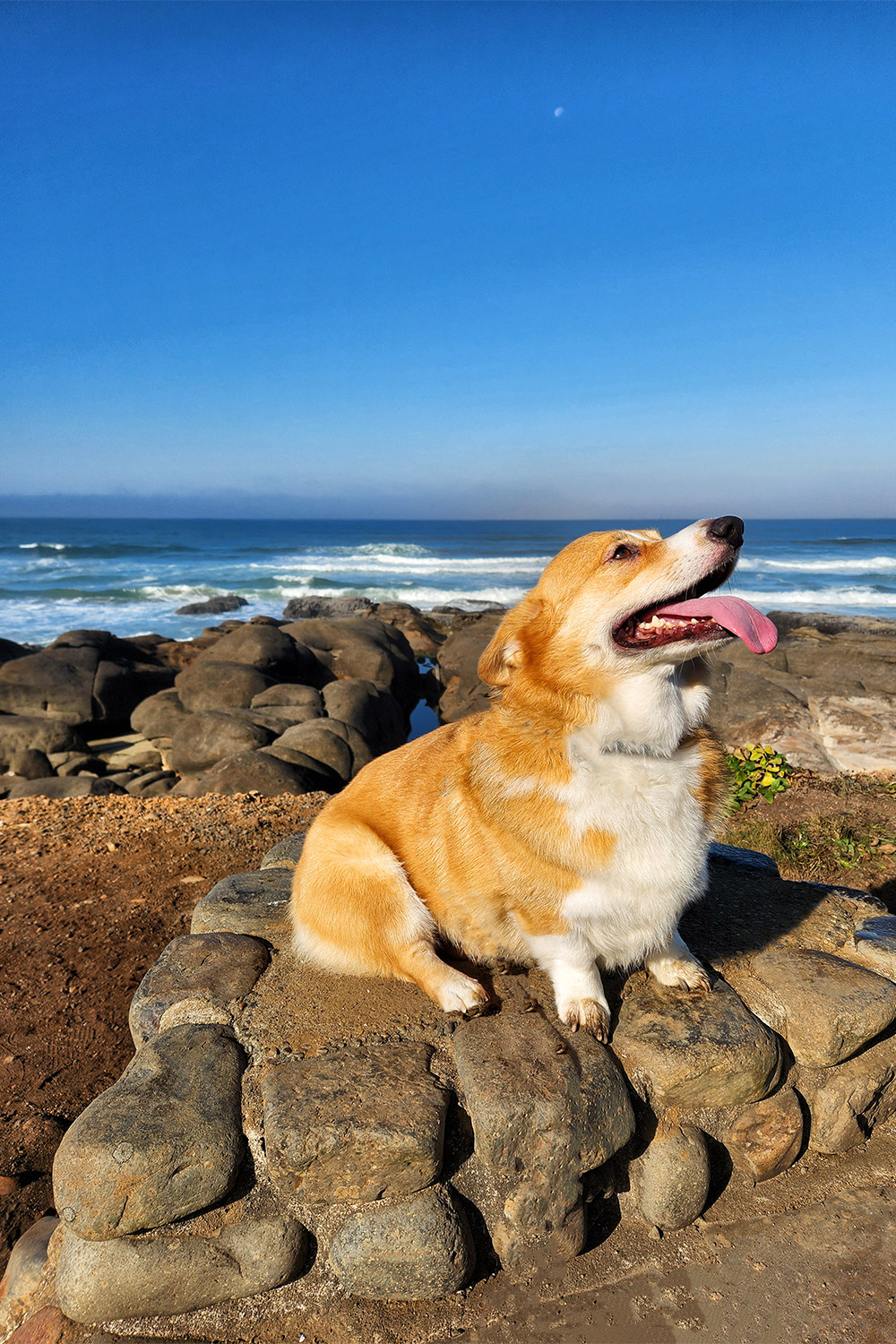 Sammy is a 6 year old Pembroke Welsh Corgi_-Courtesy of Tom Gettys