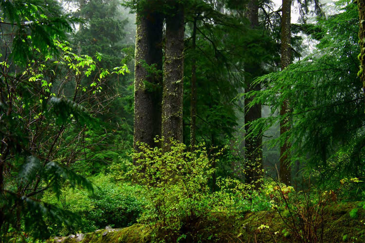 Old-Growth Forests and Oregon’s Healthy Ecosystems