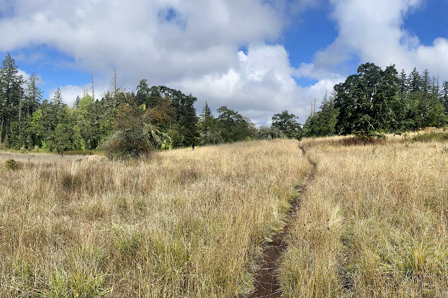 20241004outdoorsRidgelineTrail-existing-trail-through-South-Eugene-Meadows-city-park