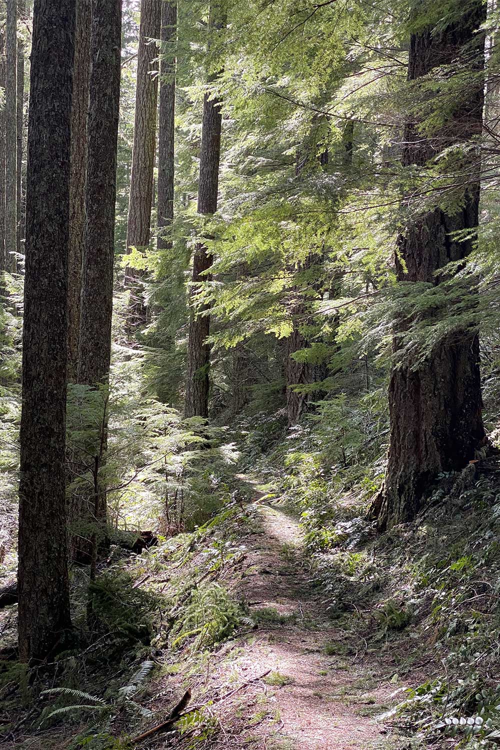 20241107oregon-trails-Castle-Rock-Old-growth-forest-along-the-summit-trail