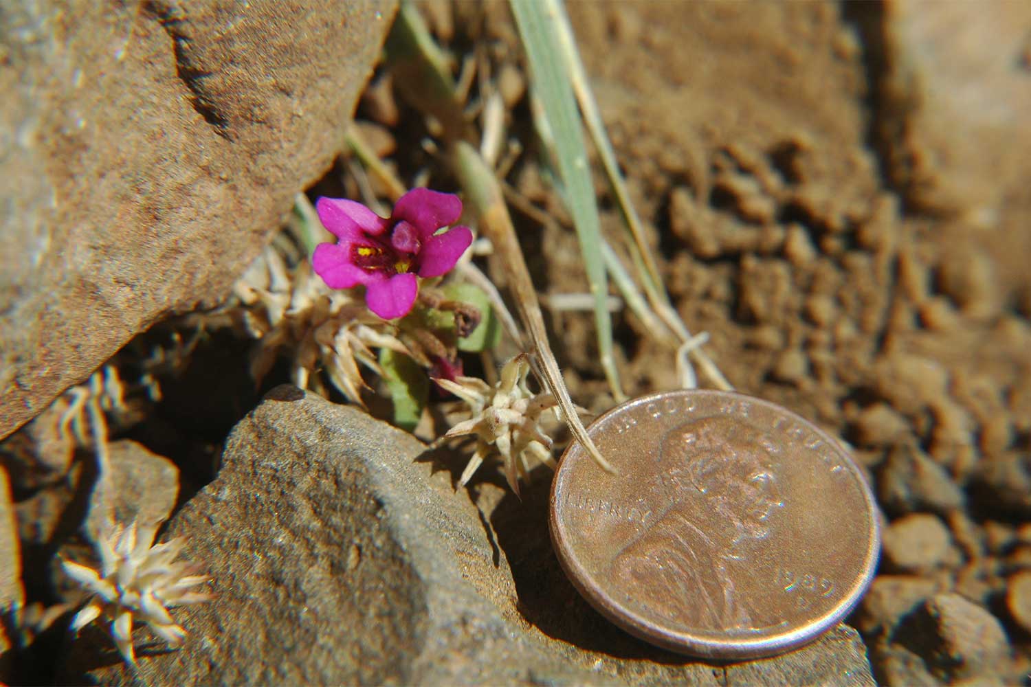 20250306outdoors-Badlands-Monkeyflower