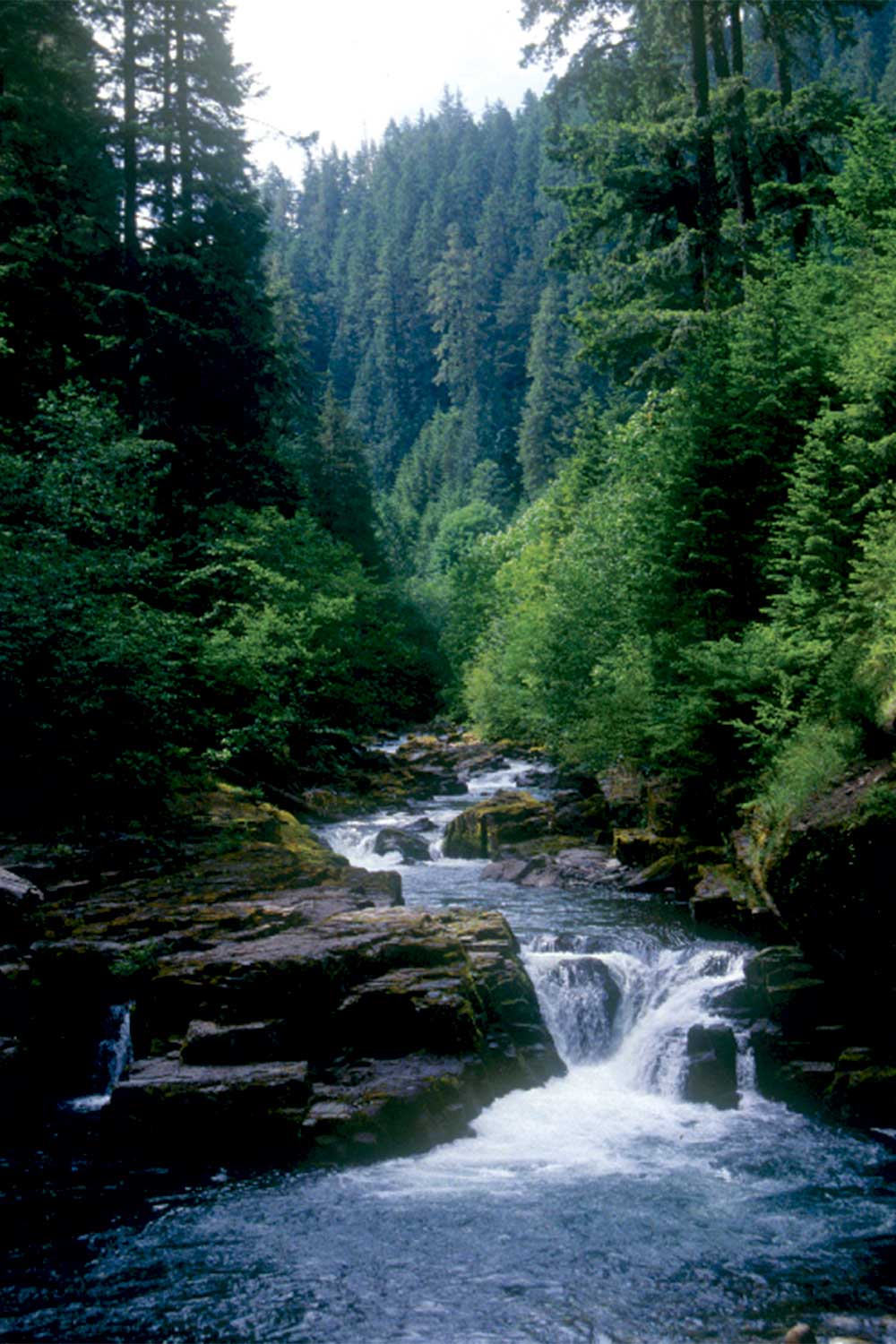 20250508outdoors-Brice-Creek