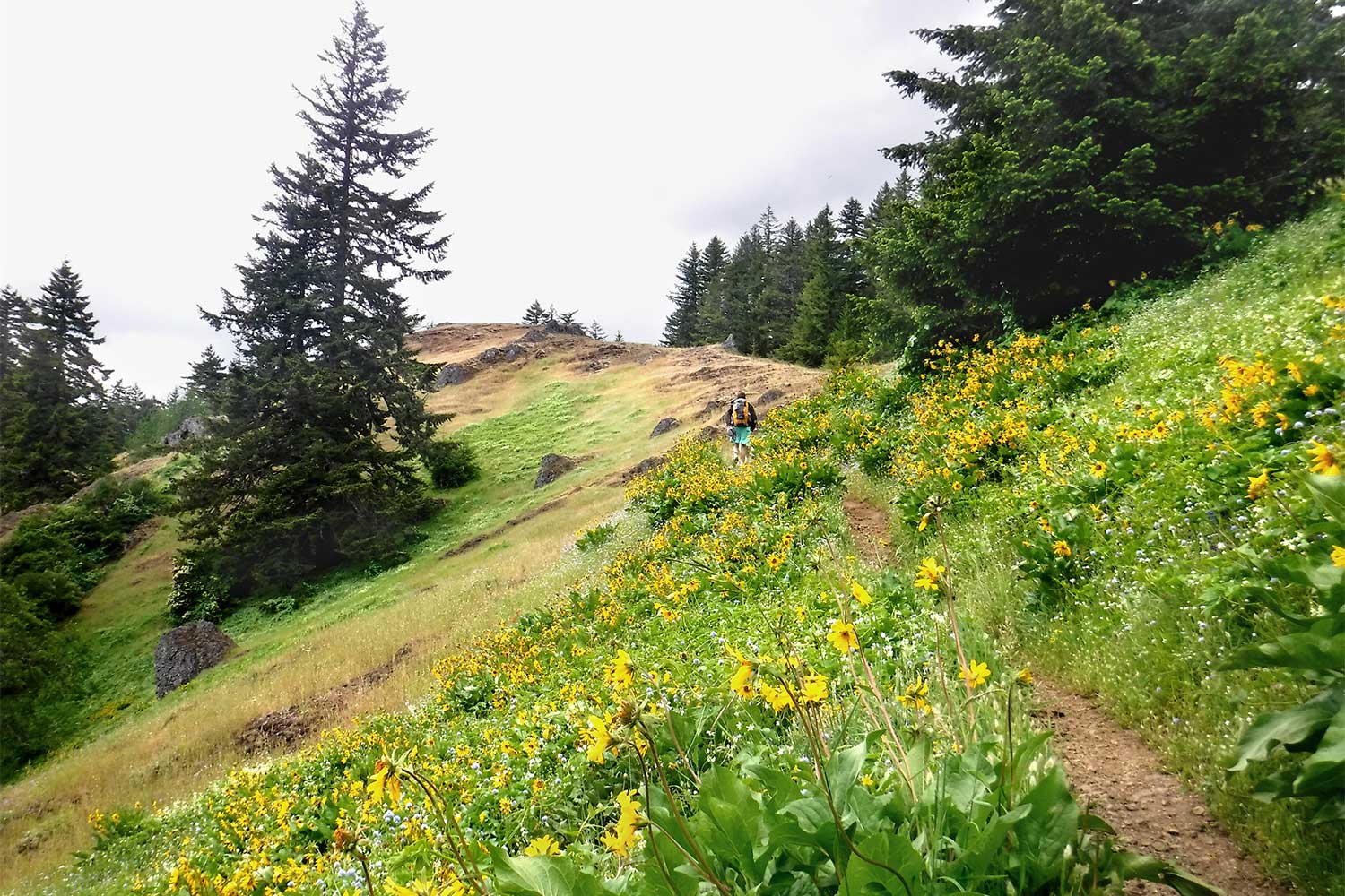 20250605outdoors-Tire-Mountain-last-meadow-on-the-trail-to-the-summit