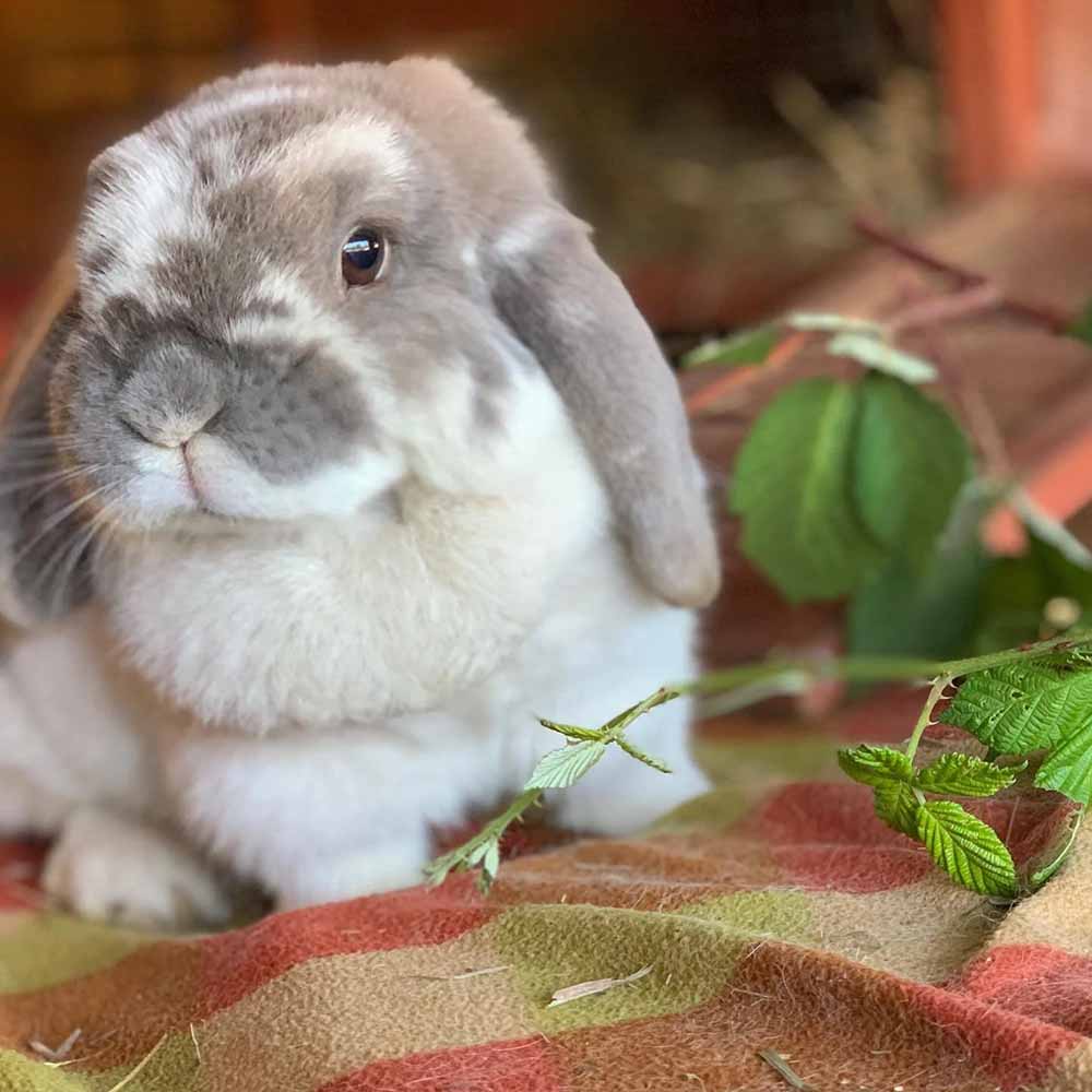 20251218gg-blue-barn-bunny