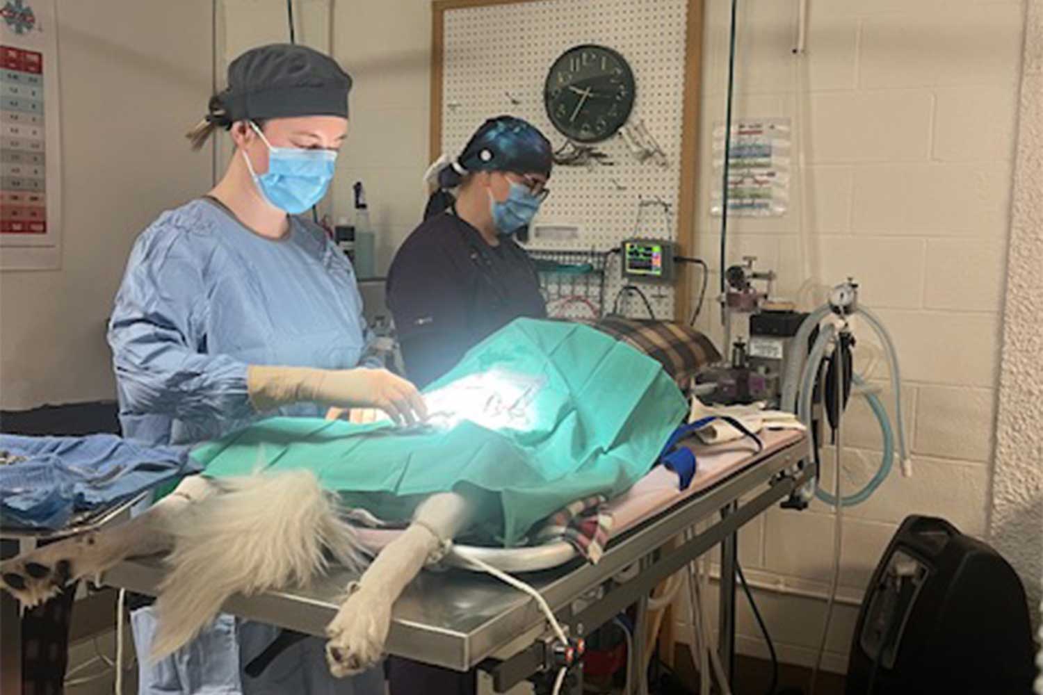 20251218gg-wag-IMG_1421