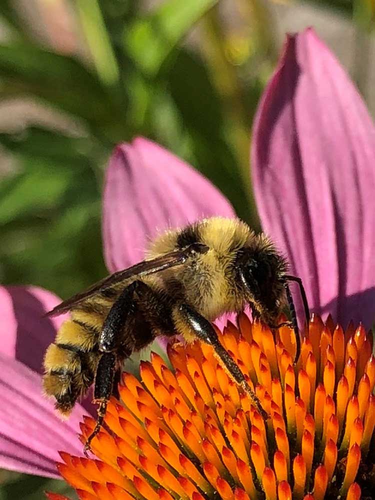 20260122gardening-Yellow-Bumble-Bee-on-Echinacea-by-Kim-Kelly